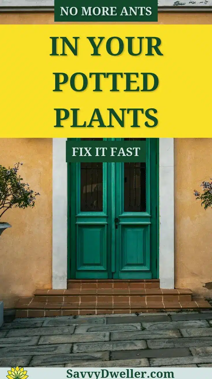 Image showing a doorway, related to solutions for ants in potted plants