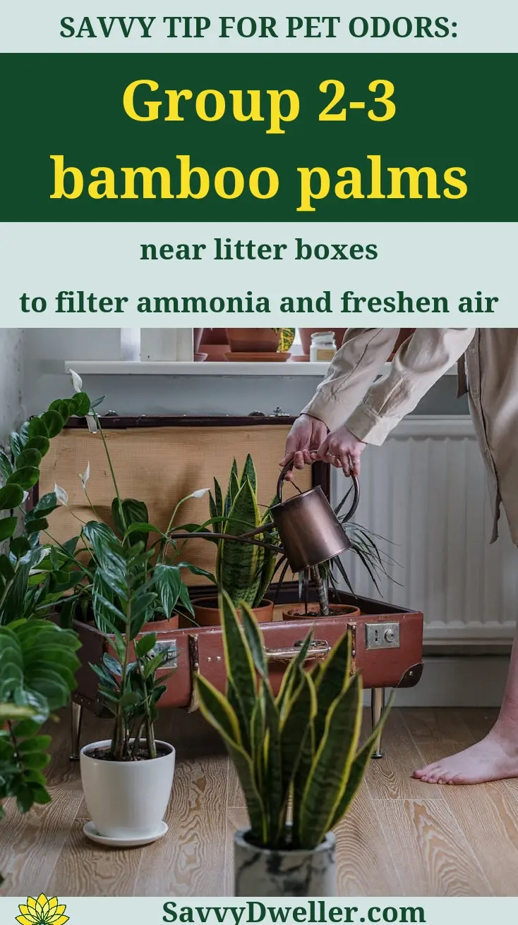 Bamboo palms grouped together to naturally purify air and reduce odors caused by pets