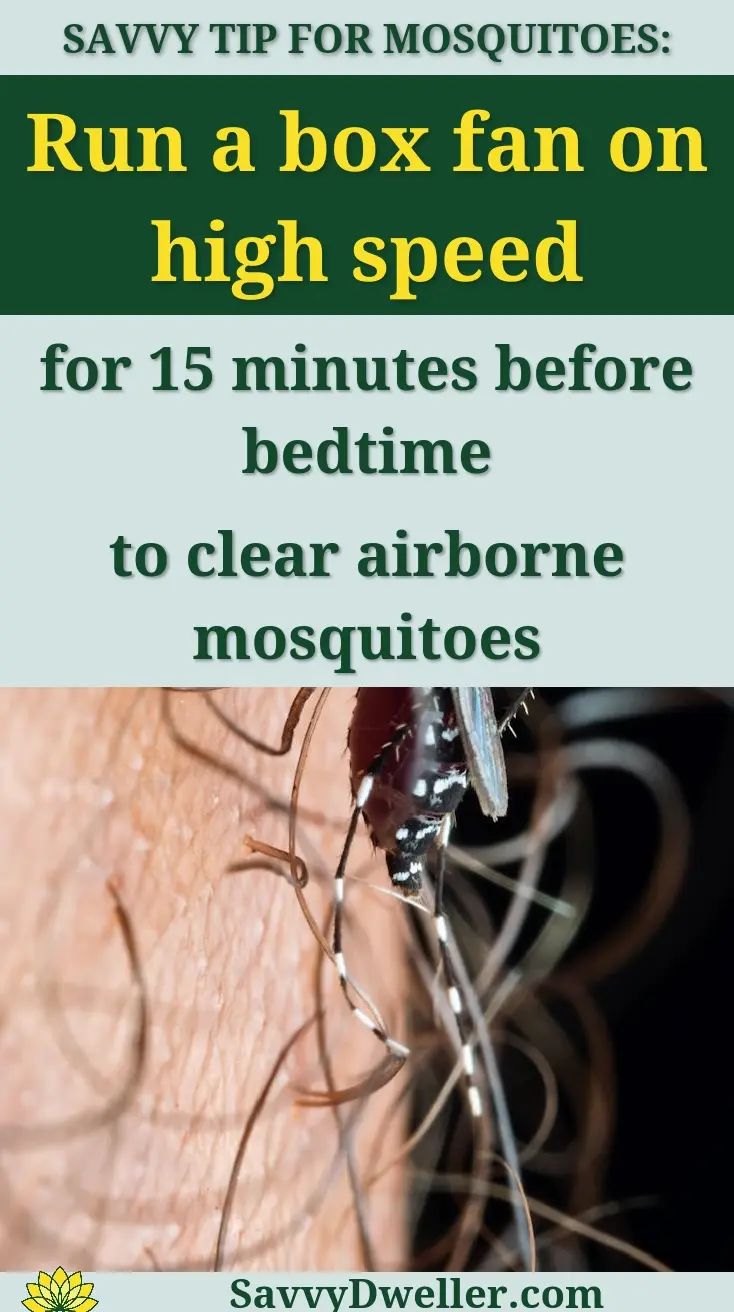 A close-up of a mosquito with a box fan recommendation to eliminate mosquitoes in your house at night