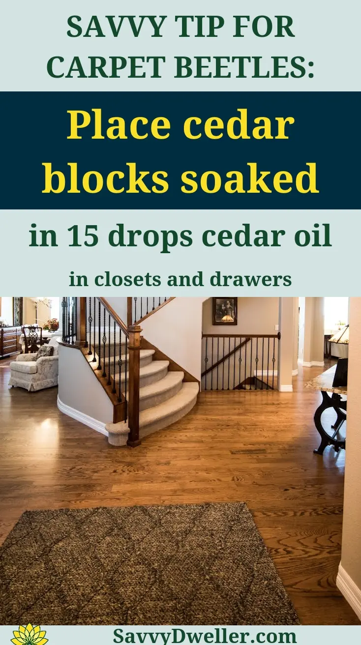 Cedar blocks soaked in cedar oil help in getting rid of carpet beetles naturally.