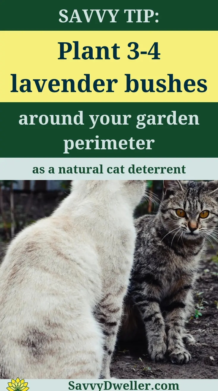 Lavender bushes as a natural cat deterrent in the garden