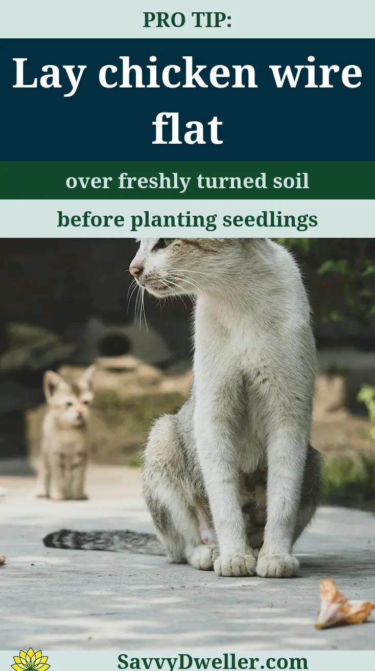A cat sitting in a garden, demonstrating a common problem of cats using gardens as litter boxes.