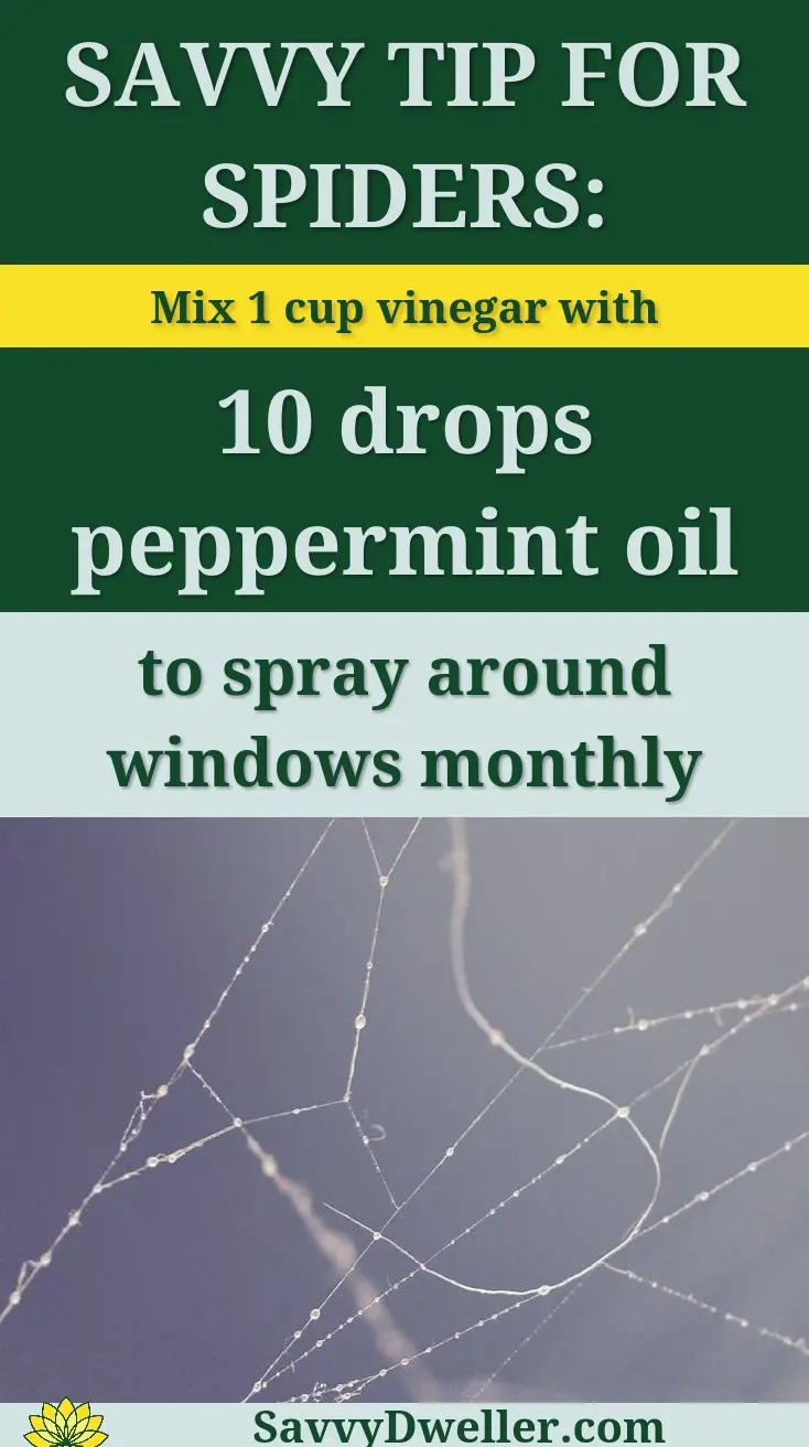 Tip for dealing with common house spiders using vinegar and peppermint oil.