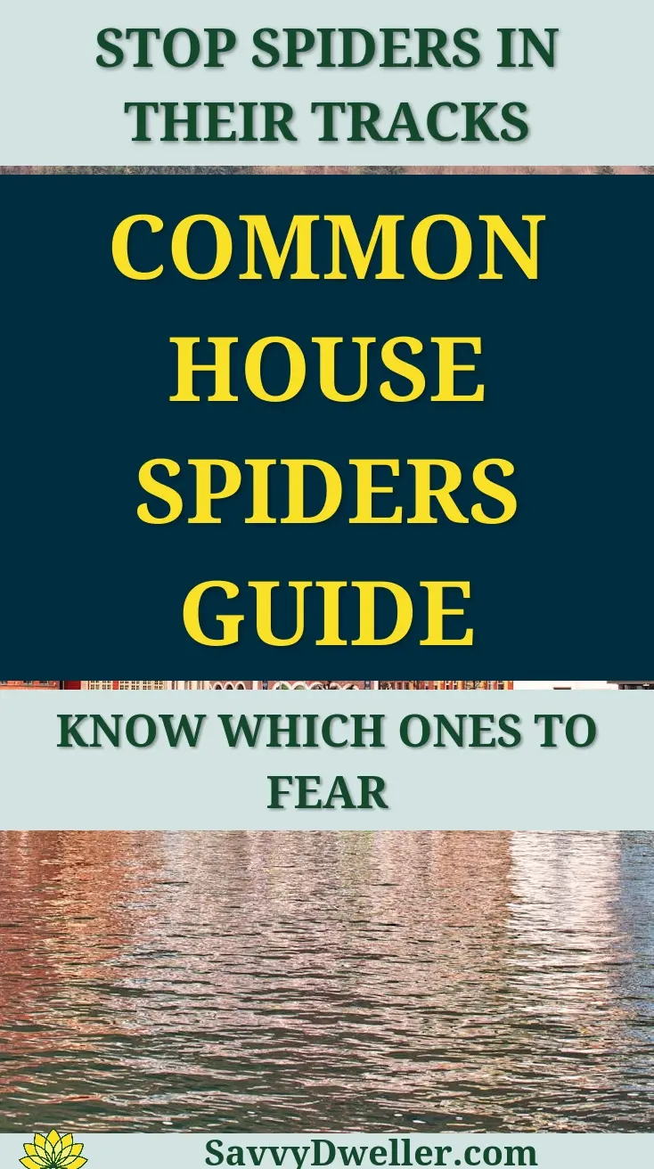 A guide to common house spiders, emphasizing which ones to worry about