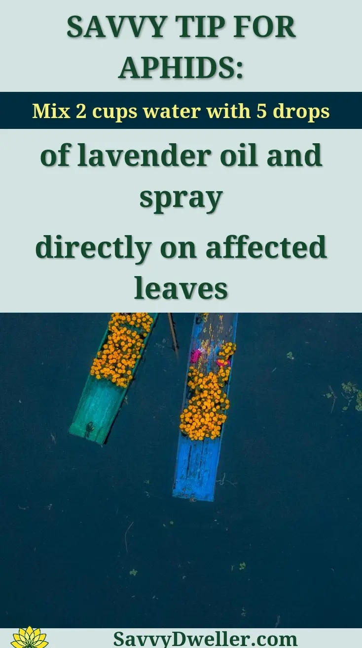 A vibrant aerial shot of traditional boats filled with marigolds on the Xochimilco canals in Mexico City.