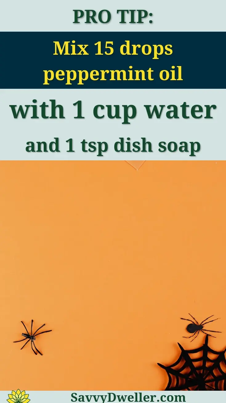 Recipe for DIY spider repellent spray with peppermint oil