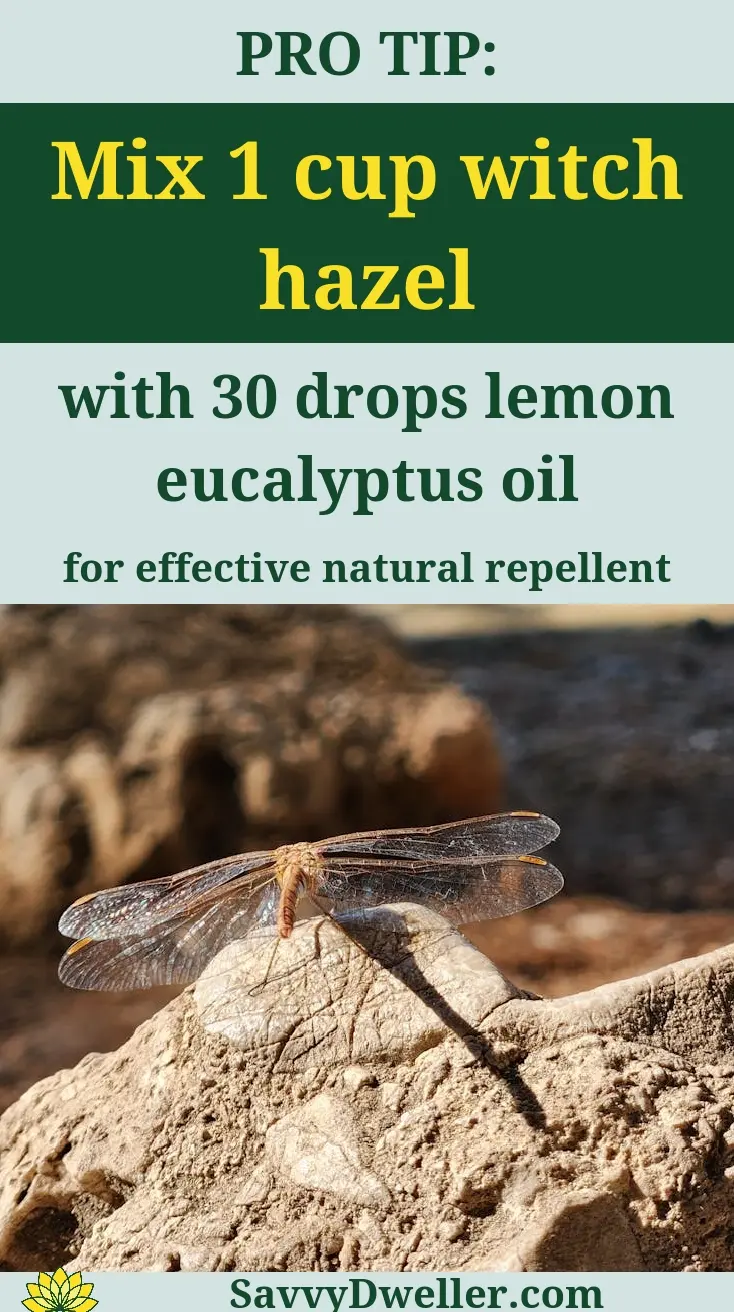 A dragonfly on a stone with a tip for using witch hazel and lemon eucalyptus oil as a natural mosquito repellent