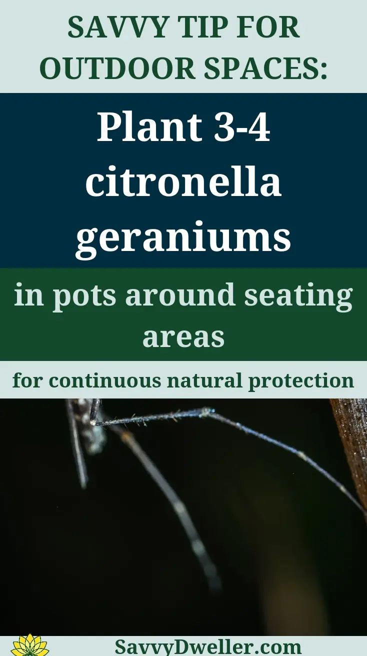 Image depicting citronella geraniums as a natural mosquito repellent.
