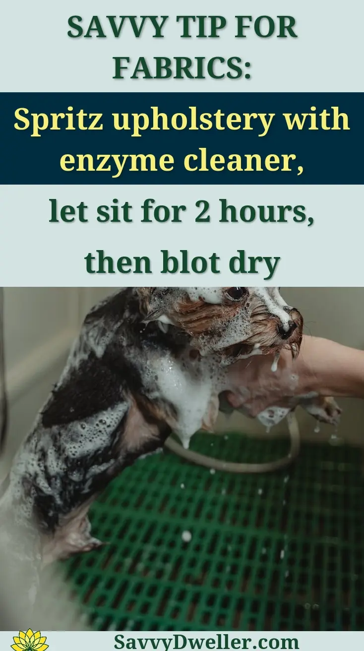 A Yorkshire Terrier being bathed with soap and water, showcasing grooming care in a pet salon.