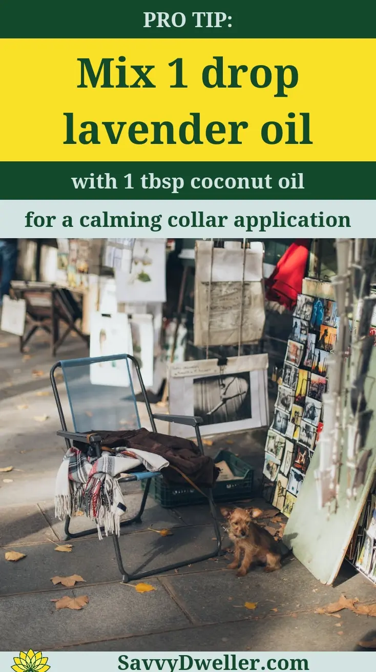 Lavender oil mixed with coconut oil for dog flea repellent