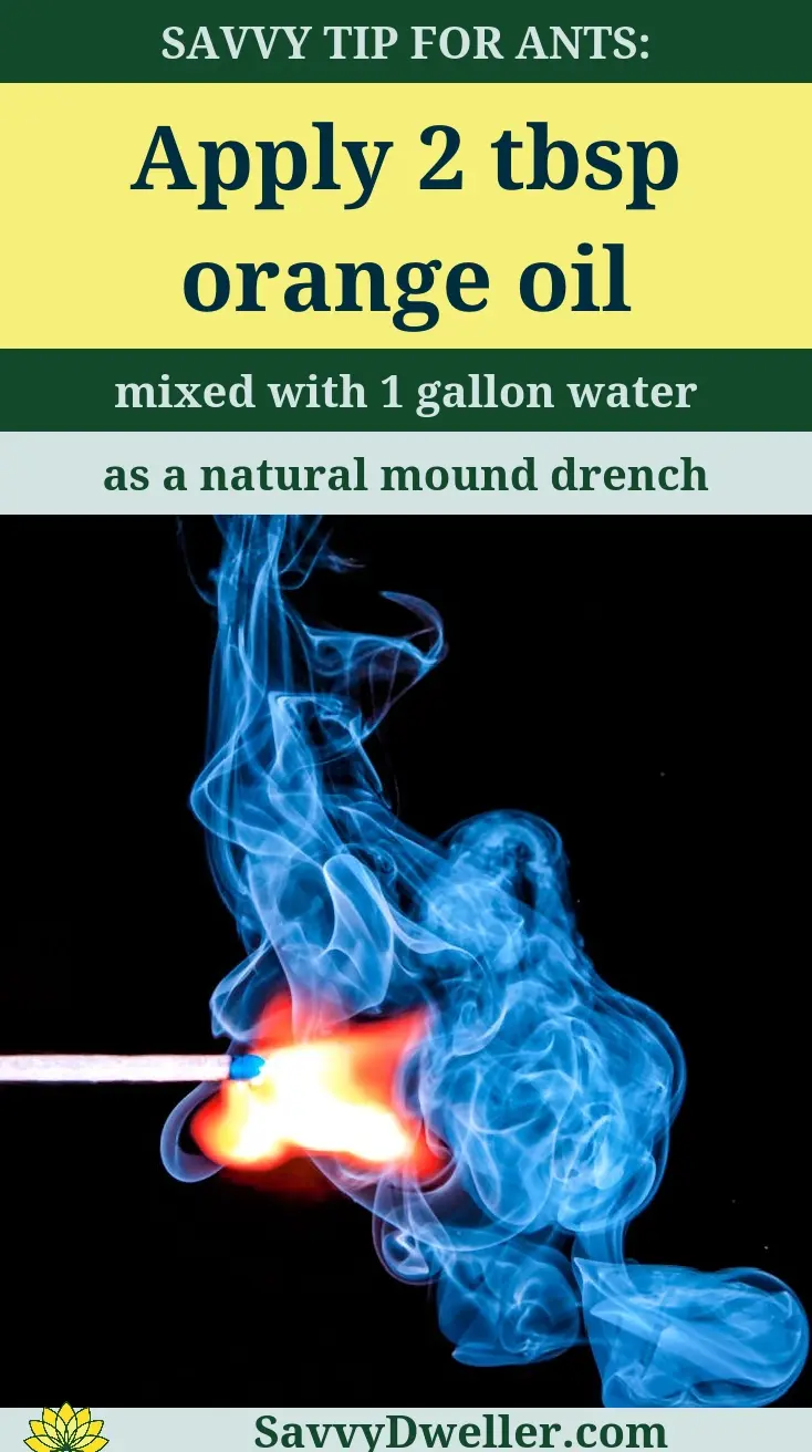 Applying orange oil mixed with water to eliminate fire ant mounds.