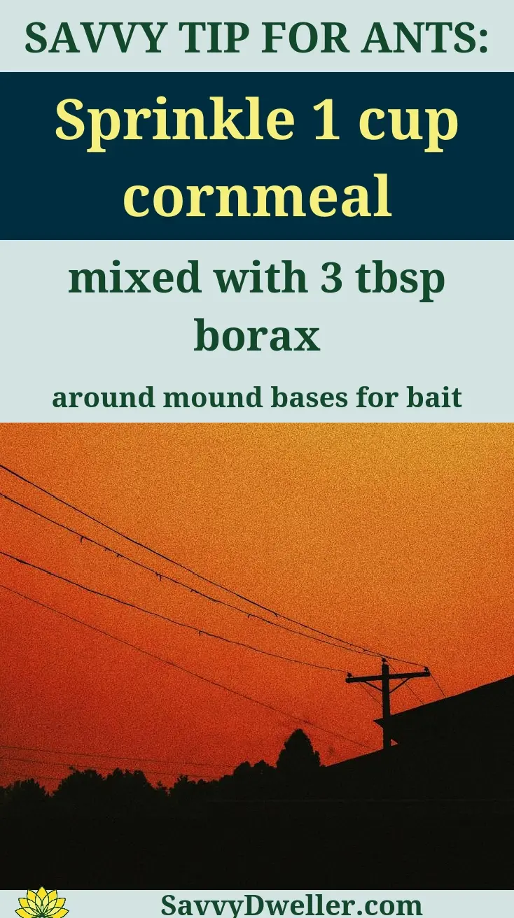 Tip for getting rid of fire ant mounds using cornmeal and borax