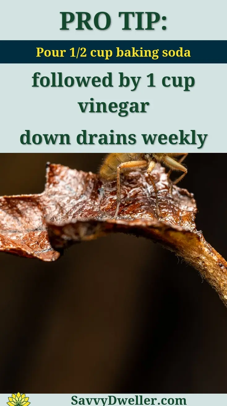 Prevention tips for flies in the house, featuring a cleaning method using baking soda and vinegar.