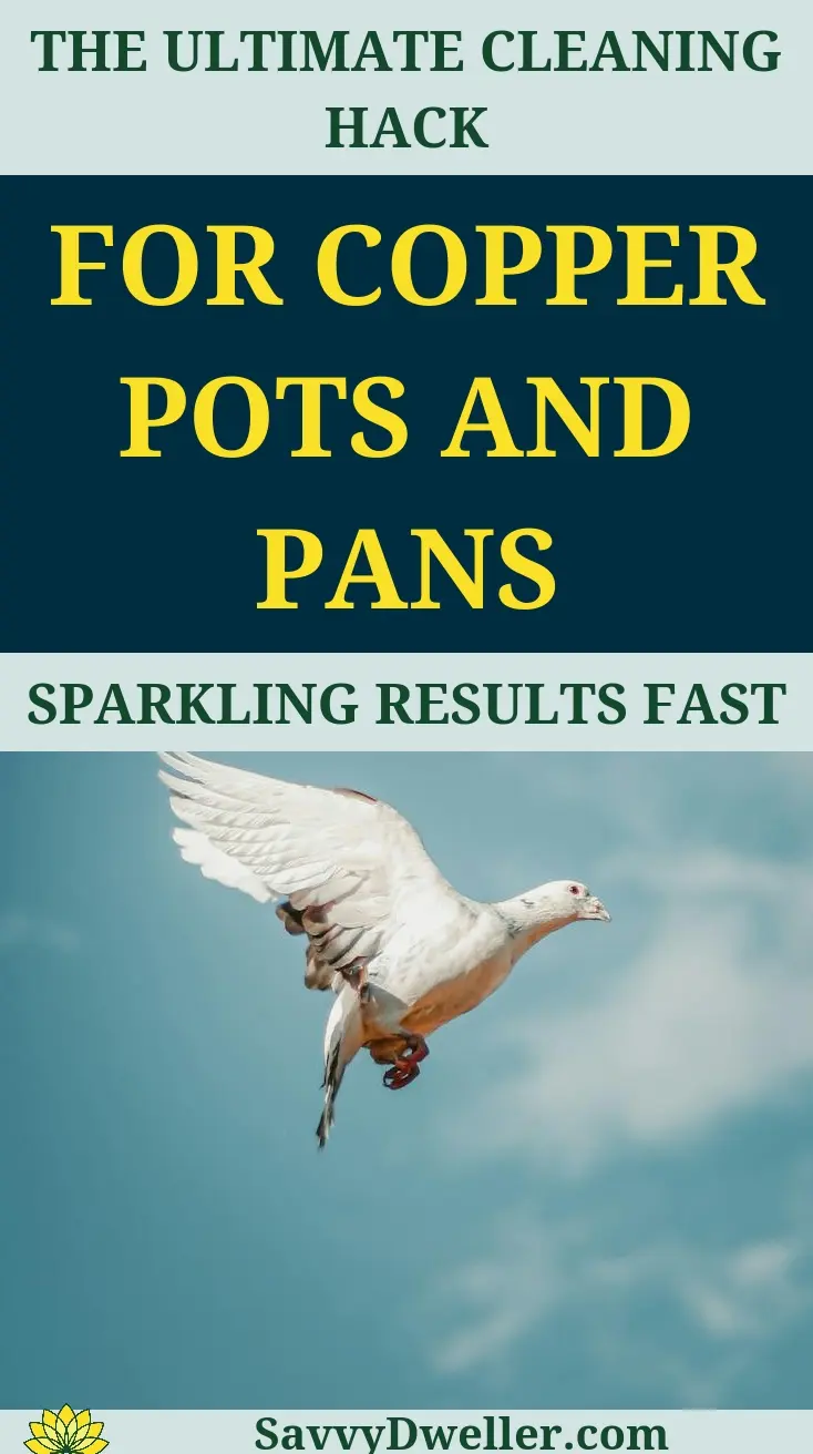 Step-by-step guide on how to get rid of bed bugs in a mattress without throwing it away.