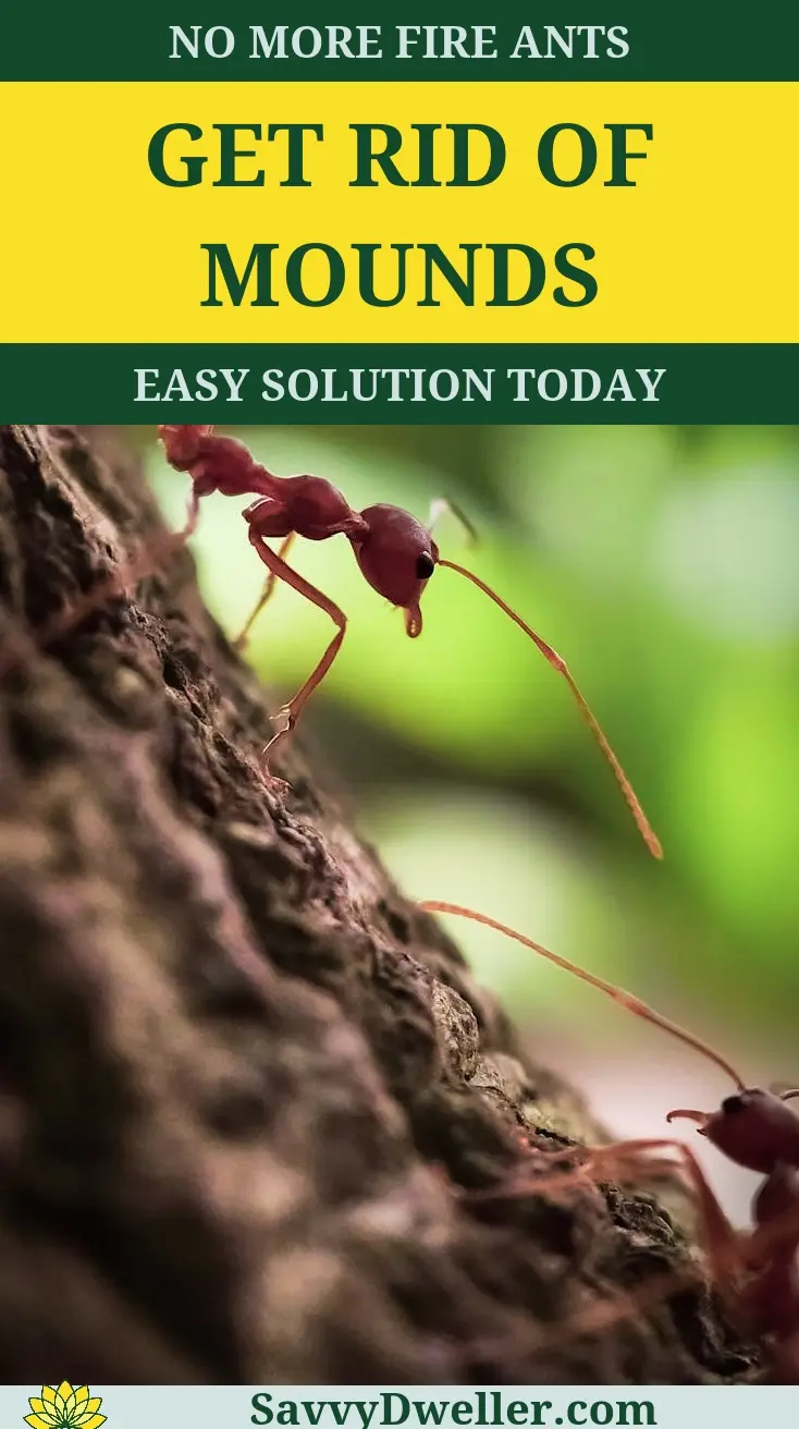 Close-up of fire ants on a mound, demonstrating the issue of fire ant infestations in yards.