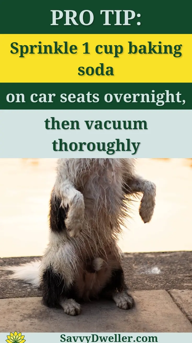 A water-loving dog performs a trick near a serene lake at sunset in Ciudad de México, CDMX, México.