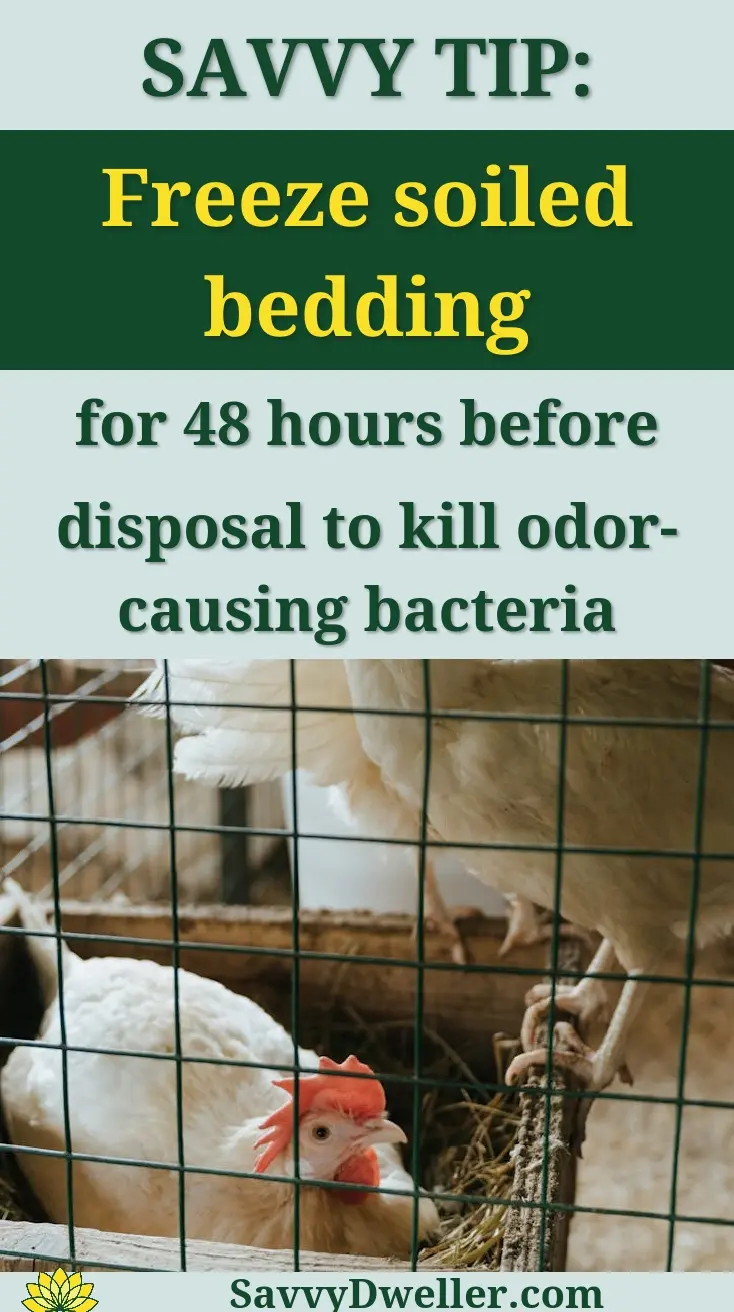 A group of chickens inside a rustic henhouse, captured in natural light.