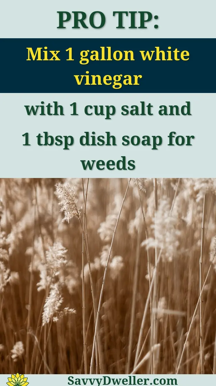 A tranquil view of a field filled with golden wild grass under a clear sky.