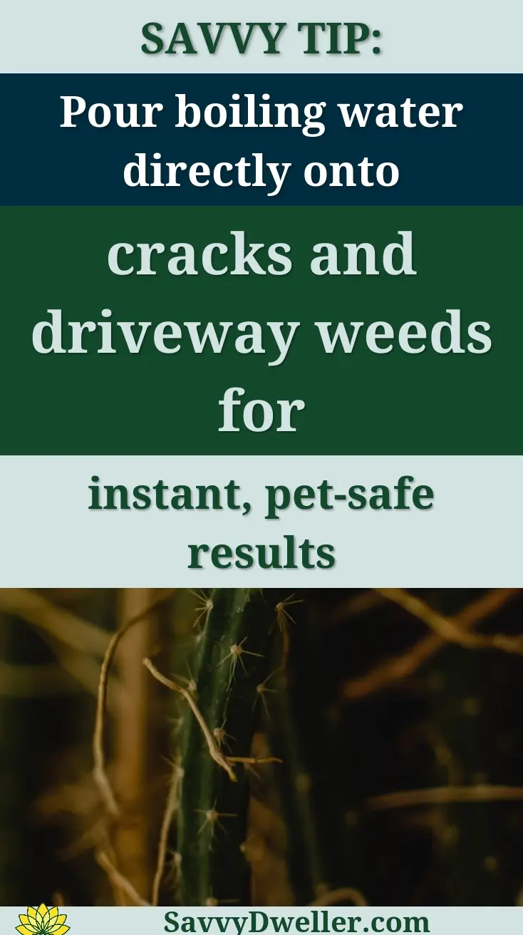 Detailed view of a cactus plant with spikes and thorns in Estonia's garden.