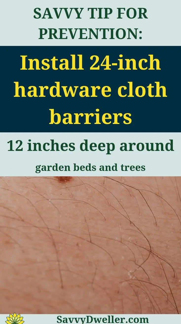 Installation of 24-inch hardware cloth barriers to keep moles and voles away from garden beds.