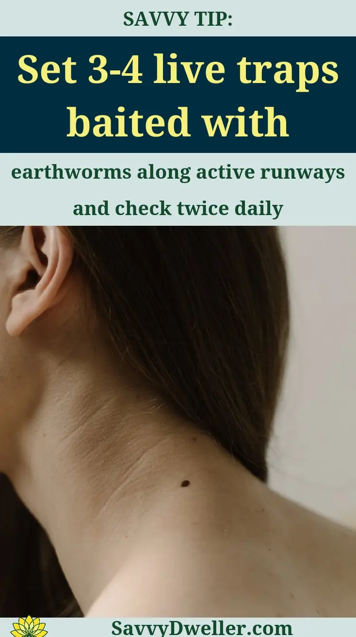 A person demonstrating the setup of live traps for moles and voles in a yard.