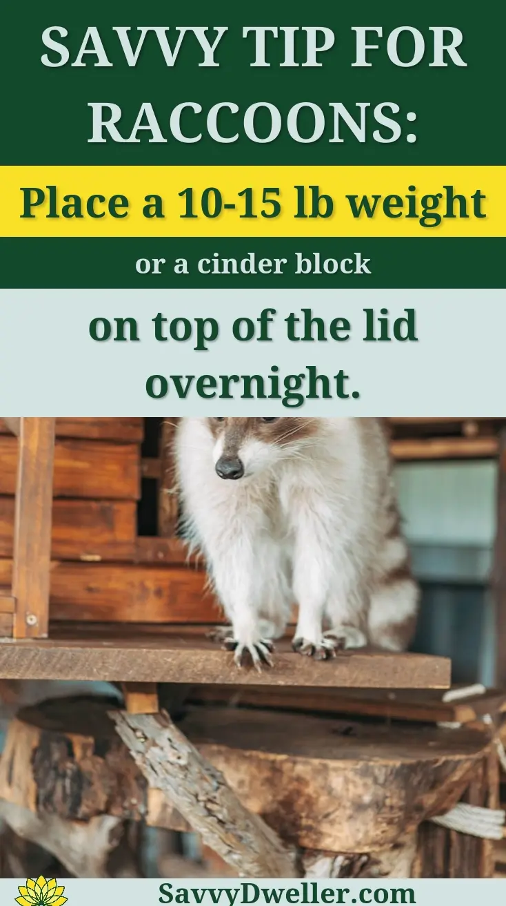 Charming raccoon perched on a wooden house in a rustic setting indoors.