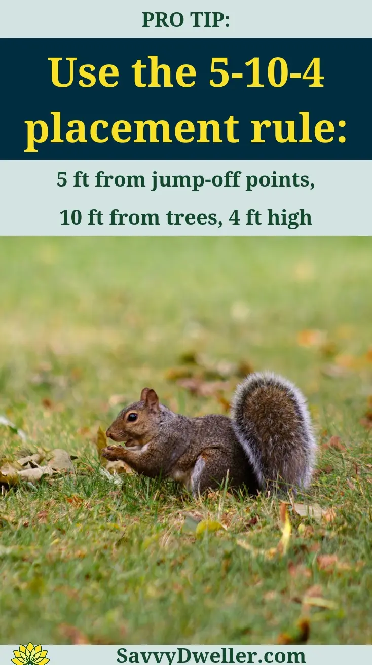Squirrel eating near a bird feeder, demonstrating tips to keep squirrels away.