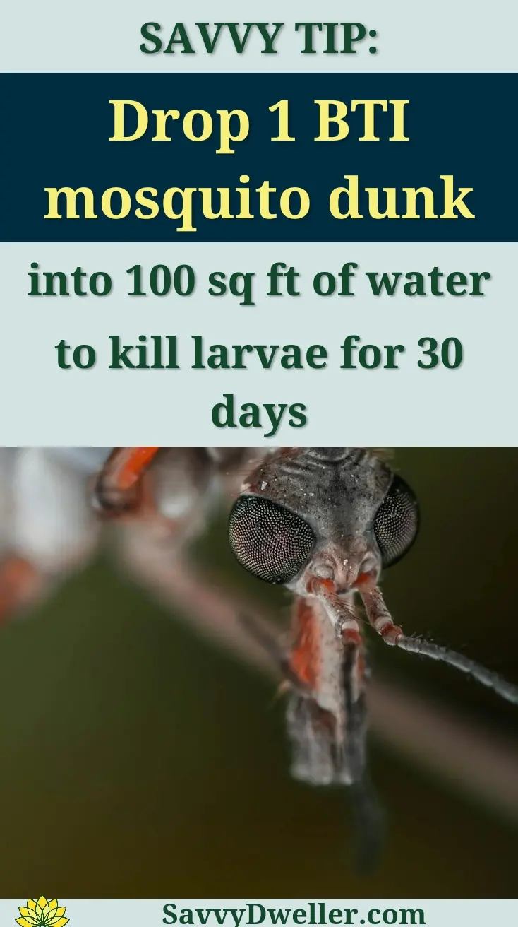 BTI mosquito dunk application for controlling mosquito larvae in standing water