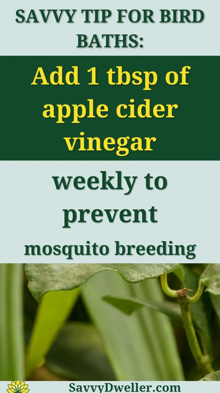 Savvy tip for preventing mosquito breeding in standing water using apple cider vinegar