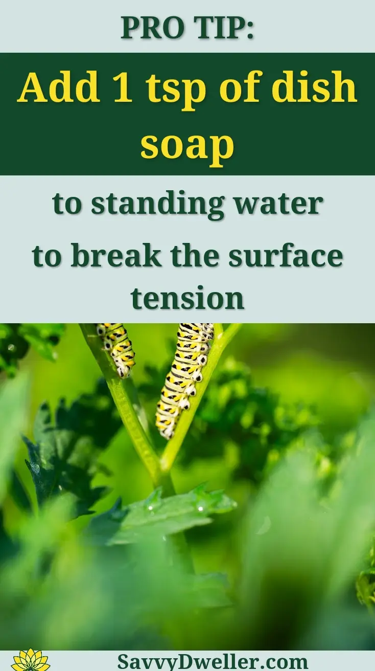 Tip to eliminate mosquito larvae in standing water using dish soap