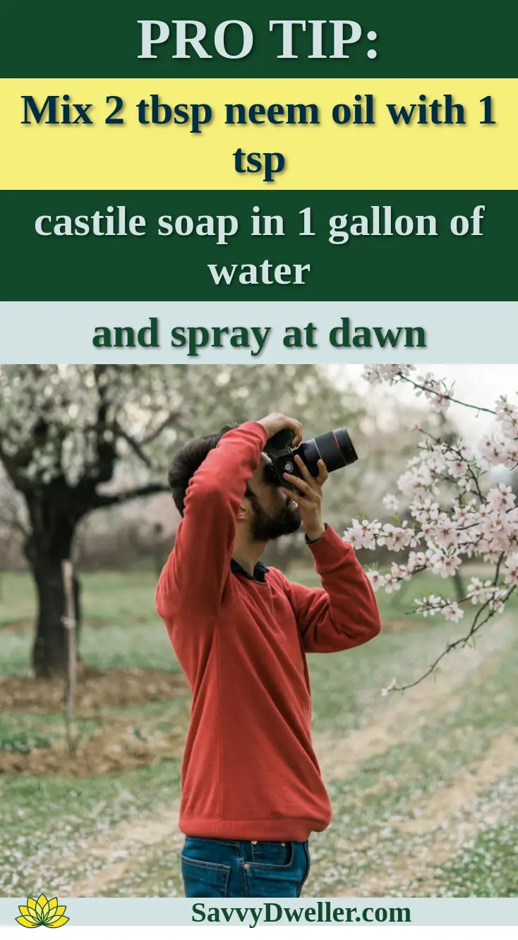 Man taking photos of blooming trees in a lush orchard during springtime.
