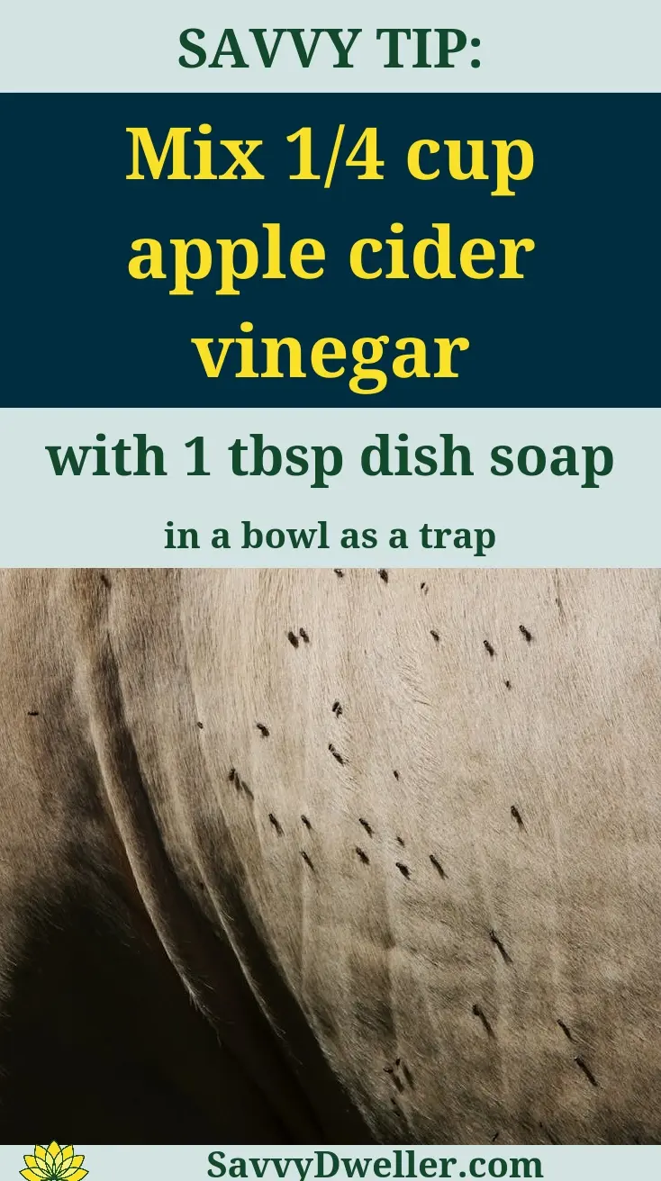 Mix of apple cider vinegar and dish soap trap for drain flies.