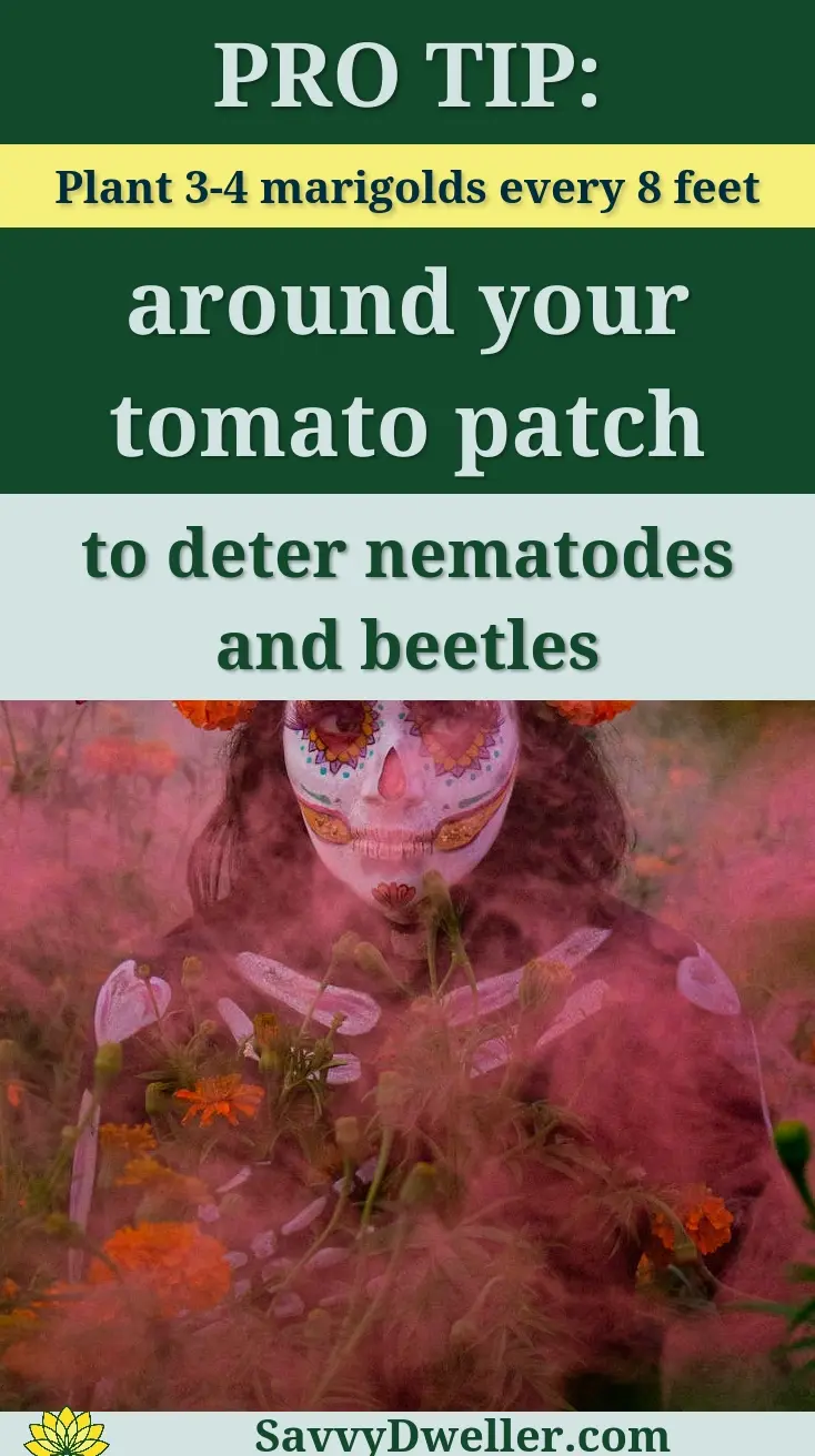 A guide to using neem oil as a natural pesticide and fungicide for plants.