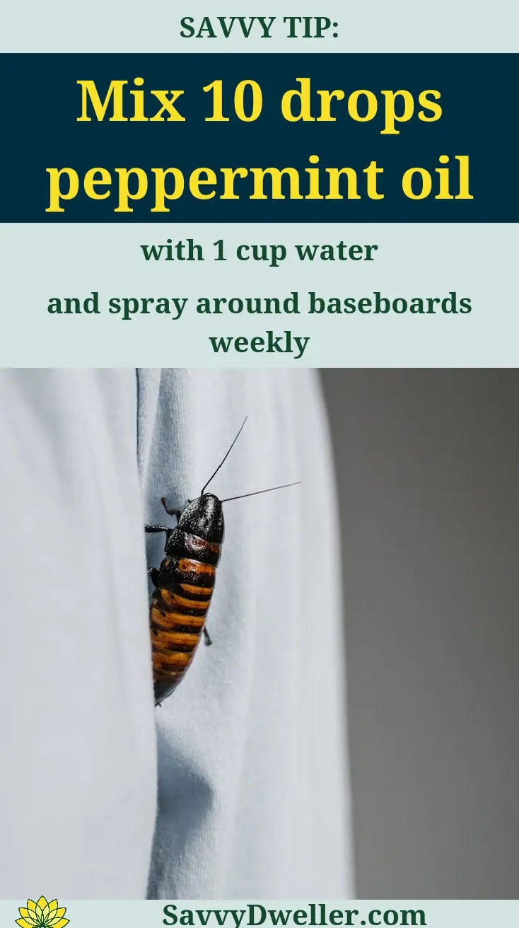 Cockroach and peppermint oil tip for repelling roaches