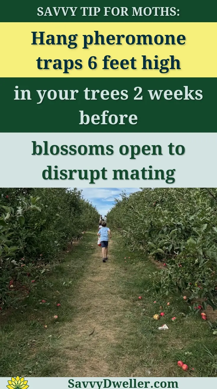 A child walks down a path in a lush apple orchard, under a bright blue sky with fluffy clouds.
