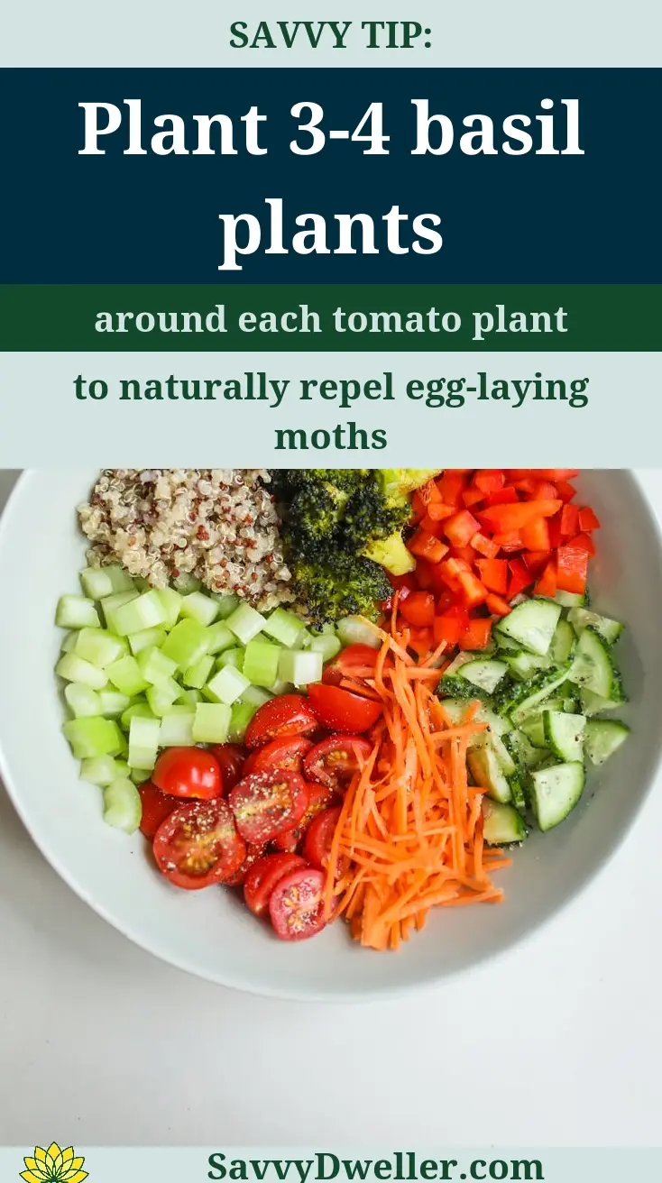 Basil plants and vegetables for protecting tomato plants naturally from hornworms