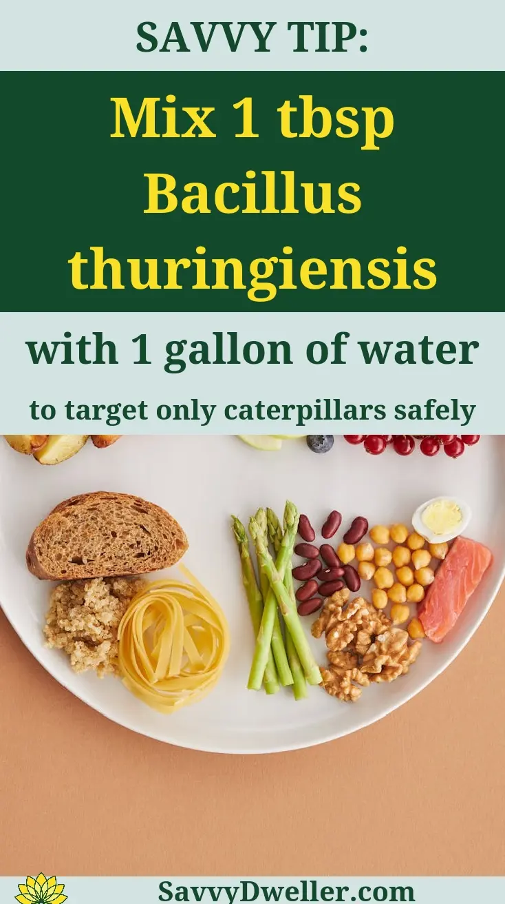 Natural method to protect tomato plants from hornworms using Bacillus thuringiensis.
