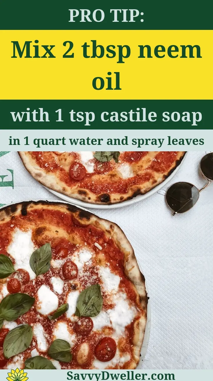 Neem oil and castile soap mixture for protecting tomato plants from hornworms