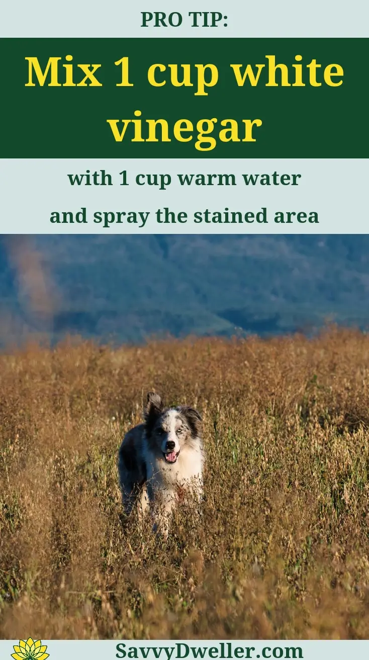 Dog running in a field with tips for removing dog pee smell from a rug.