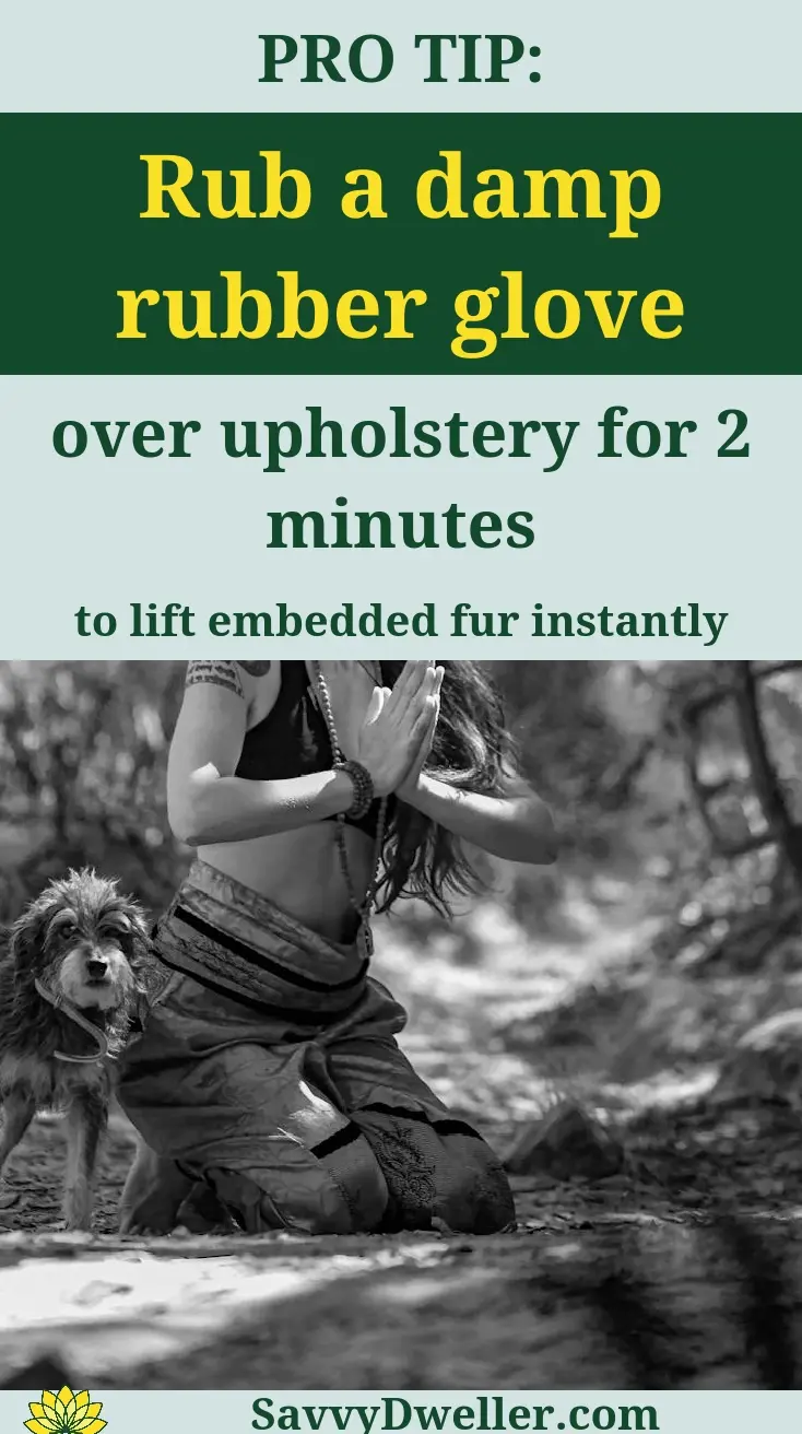 Damp rubber glove technique for removing pet hair from upholstery.