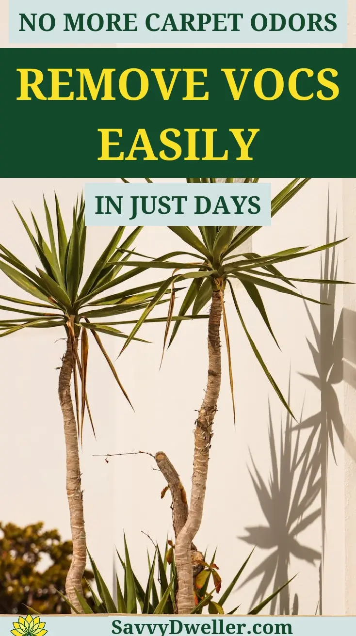 Plants that absorb VOCs to eliminate new carpet smell