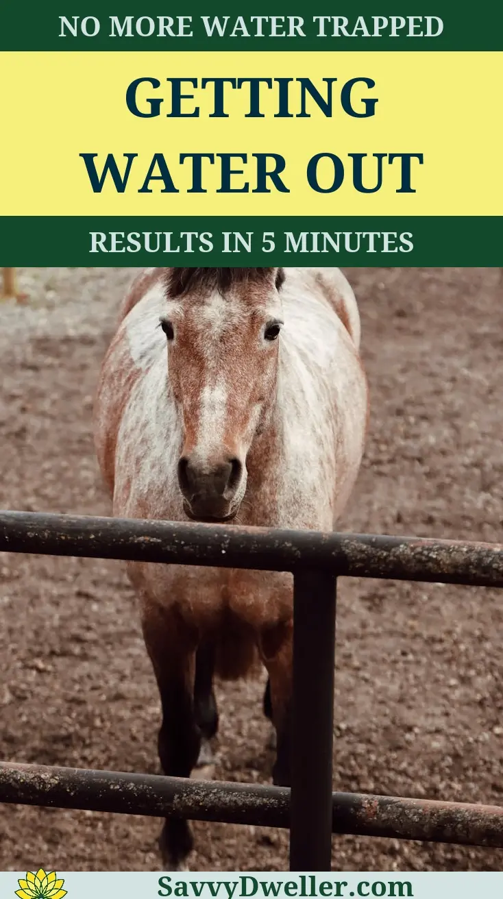 Horse standing by a fence as a metaphor for getting water out of your ear.