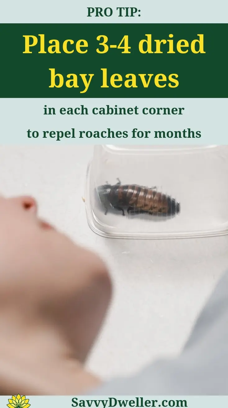 A person looking at a container with dried bay leaves, a scent that roaches hate.