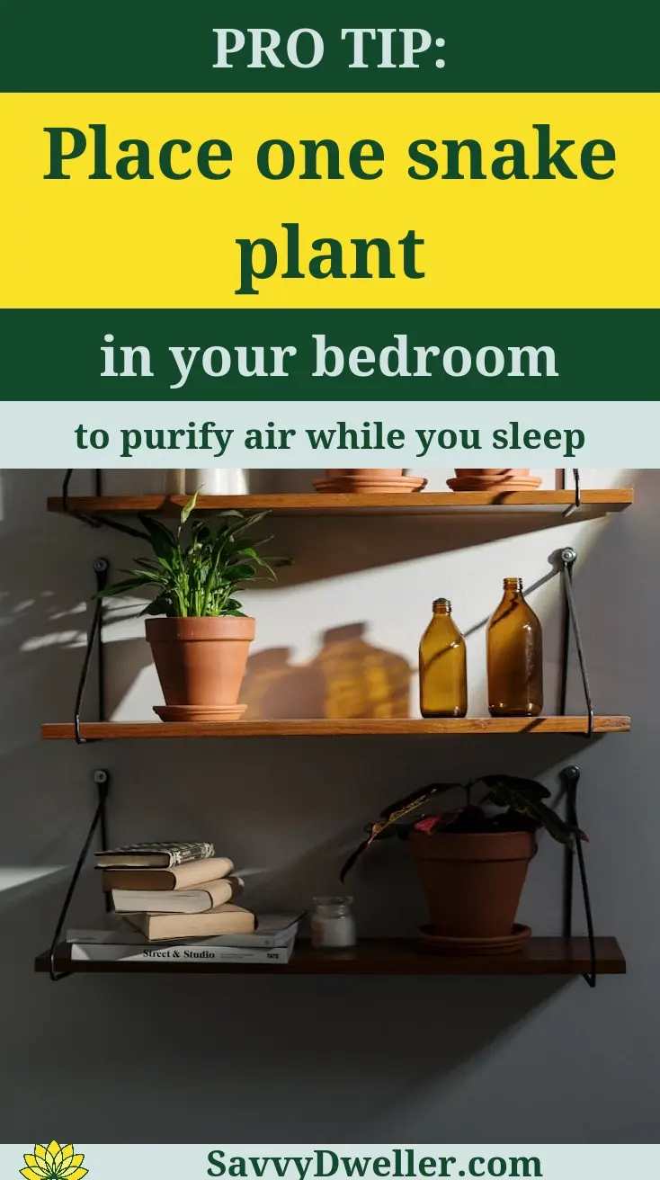 Snake plant on a shelf, ideal for purifying air and reducing odors