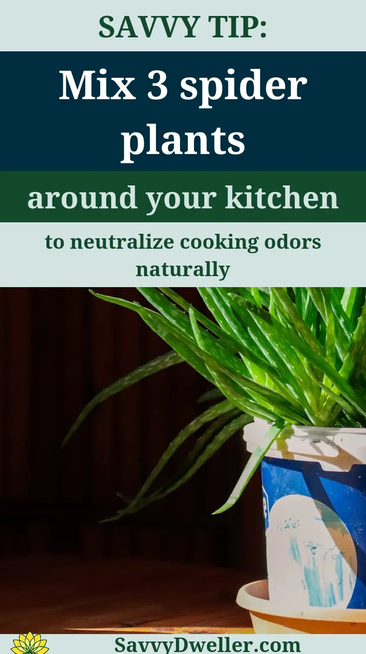 Spider plants in a kitchen to purify air and reduce odors