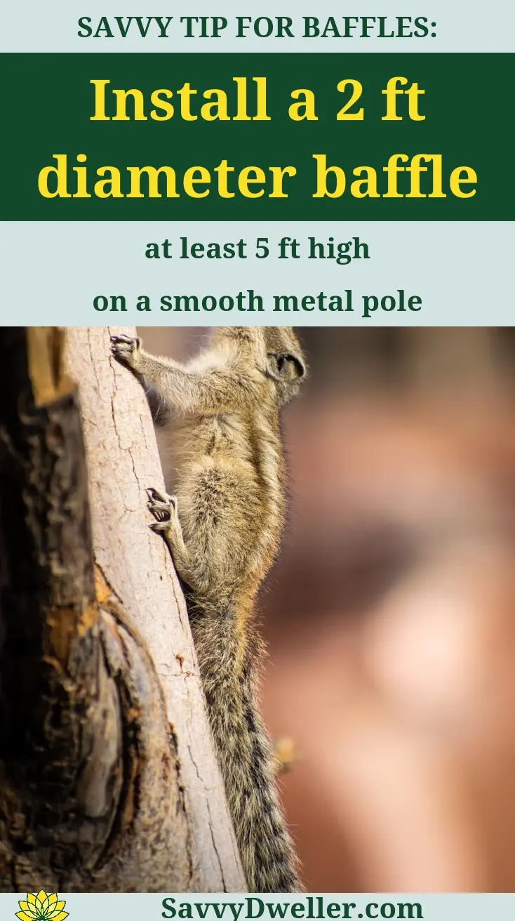 Squirrel climbing a pole with a baffle to prevent access to bird feeders