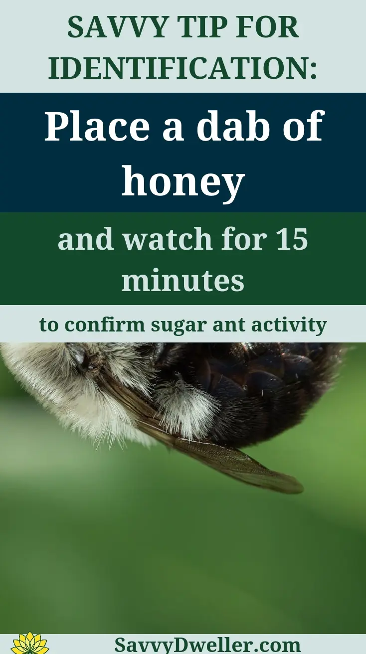 Tip for identifying sugar ants: Place a dab of honey and observe for activity.