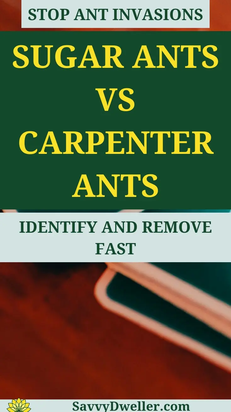 Comparison image of Sugar Ants and Carpenter Ants for identification and removal