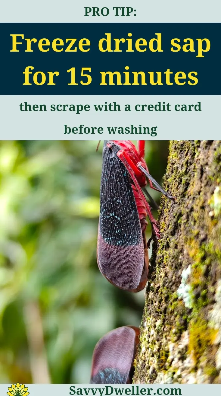 Image showing a pro tip for removing tree sap from clothes and car