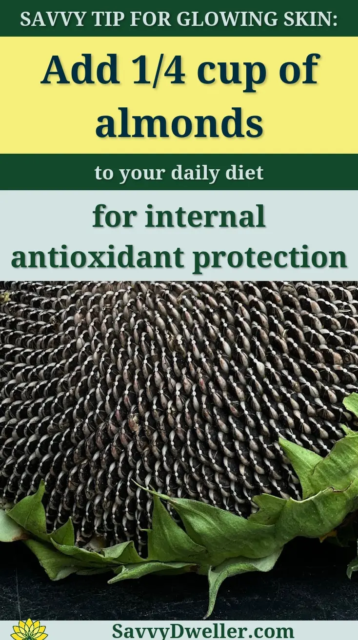 Detailed photo of sunflower heads showing seeds ready for harvest.
